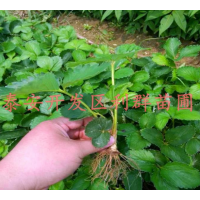 泰安甜查理草莓苗 甜查理草莓苗基地