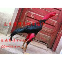 غƲֳ