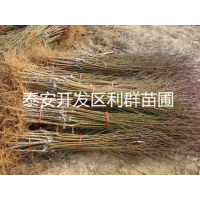 Ӧ Ʒ  ޽ ۸