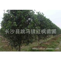 湖南长沙苗木基地产地直销优质园林绿化苗木5-10公分八月桂花树