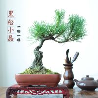 xinyiƷ辰СԹ۸辰跢