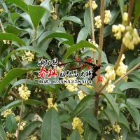 供应桂花 丹桂 金桂 银桂 四季桂 大桂花 沭阳桂花基地 规格齐全