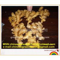 Ӧhigh quality ginger with low price