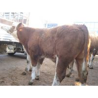 科学养殖发展肉牛犊育肥 母牛繁殖 养殖肉牛创业之路提供技术支持