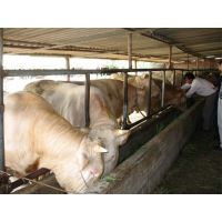 长期供应纯种夏洛莱牛种牛 育肥肉牛犊 架子牛 繁殖牛 肉牛价格
