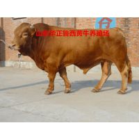 现在肉牛犊价格是多少？、哪里的品种好？什么品种适合在湖北养