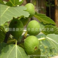 批发供应优质青皮无花果苗 新品无花果 基地先挖质量***支持到付