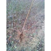 0.5ë***񣬻ֱë