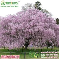 江西垂枝樱花苗生产基地 正宗樱花小苗报价 美国红花樱花小苗 垂枝红樱苗