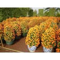 深圳年桔批发租赁