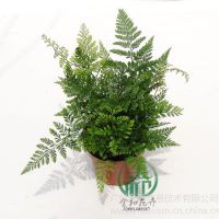 Ӧβާ߶ȣ18~25 ڷ14~20cm¶:10治ͺ
