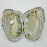供应7-8mmAAAA淡水珍珠小贝 现场饰品加工 优质河蚌批发