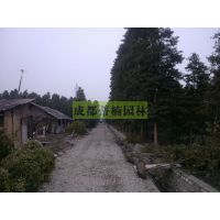 ɶСҶ骼۸
