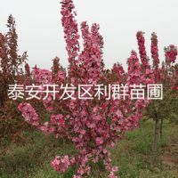 СǮһ С۸