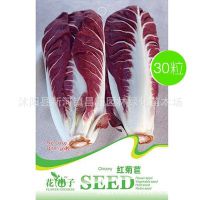 红菊苣种子 软化结球红菊苣子 菜籽 阳台盆栽蔬菜种子 一袋30粒