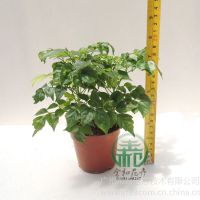 Ӧ߶ȣ18~25 ڷ:18~25 cmС¶:5ͺ