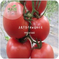 早春西红柿种子厂家：怎样购买早春番茄种子威尔普