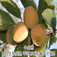 果树苗 嫁接柿子苗 壹棵树农业柿子苗价格优惠 成活率达*** 2年结果