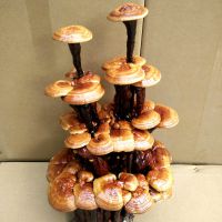 盆景灵芝分类 冠县灵芝盆景前景分析 灵芝工艺品批发 盆栽灵芝室内摆件 办公家居灵芝摆件