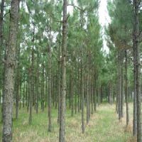 新品种四季常青的榆树种植基地 榆树价格 榆树报价