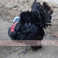  Ӧ  Ȼ Ȼ