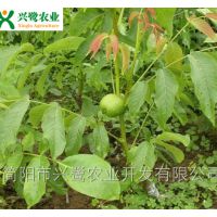 챡Ǻ磬8518磬磬
