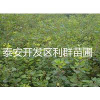 Ǯһ Ǯһ Ǯ