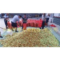 山东鲜枣产地供应信息
