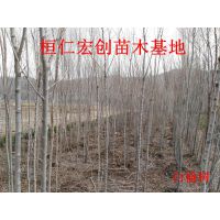 白榆树苗、白榆小苗、白榆基地、辽宁白榆、白榆树苗基地