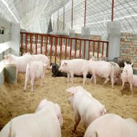 生猪养殖批发采购 【荐】***的生猪价格