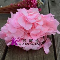 云南永生花花材大叶绣球保鲜花 创意七夕情人节礼品DIY花艺***