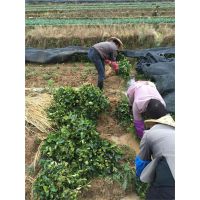 龙海基地直销油茶苗、油茶种苗、袋苗油茶苗、龙眼苗、来电咨询