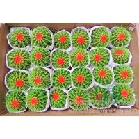 Ӧ߶ȣ7~11cm  ڷ9cmɫ