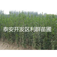 1ױǮ һ׸߱ 1ϱǮ 1ױ۸