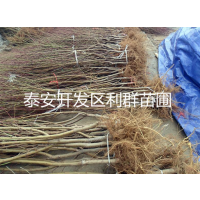 Ӧ Ʒ  ޽ ۸
