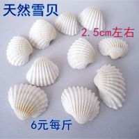 DIY 配件 天然种进口贝壳 天然雪贝 6块每斤 贝壳海螺材料批发