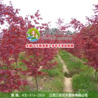 正宗日本红枫三季红 日本红枫苗 红枫新品种 红枫苗木