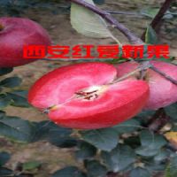 ƻĿڸأ