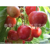 大红灯樱桃树苗 适应性强 丰产 易管理 是栽植樱桃苗的