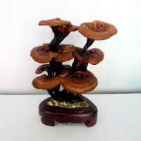 灵芝盆景种植技术培训 供应全国盆景灵芝 赤灵芝盆景批发 冠县灵芝价格 灵芝工艺品价格