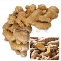 Ӧfresh ginger for sale