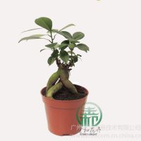 ӦA90˲ţ߶ȣ16~30 ڷ:15~20 cm¶:10治ͺ