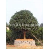 湖南长沙苗木基地供应优质5-15公分桂花树 桂花树价格 丹桂