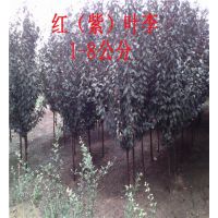 五公分红叶李,六公分红叶李树苗(优质商家),北京五公分红叶李
