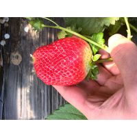 供应草莓苗栽培技术 优质草莓种苗 草莓小苗价格