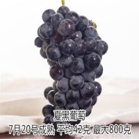 批发无核 晚熟品种 红宝石无核葡萄 果树苗小苗盆栽地栽 南方北方都可种植 葡萄苗