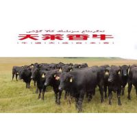 供应批发天莱香牛 牛肉新疆牛肉 安格斯牛肉