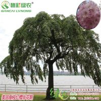 美国垂枝红樱 供应垂枝红花樱花 美国红樱花小苗报价 图片