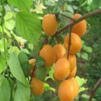 杏树采摘生产基地 优质杏树***禹州旗杆山种植公司