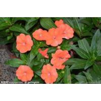 管理简单的【山东青州非洲凤仙价格】【非洲凤仙种植基地】